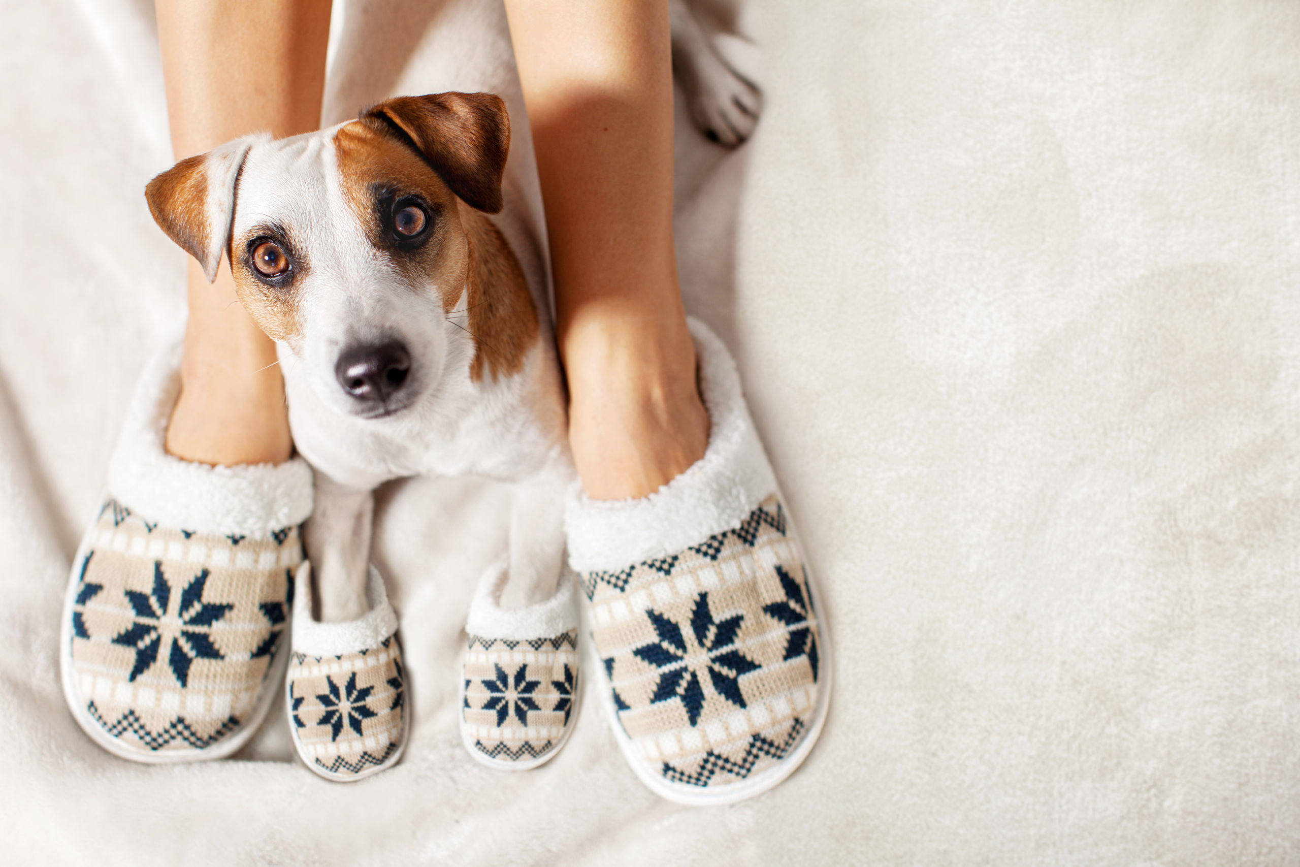 chaussons pour chien